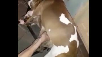 Reprodução/ Redes sociais