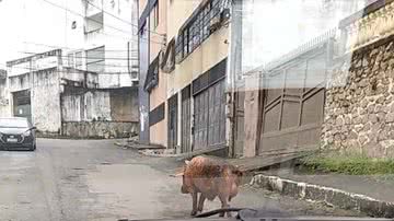 Reprodução/ Twitter