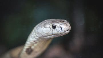 Ivan Mattos/Zoológico Brasília