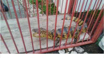 Reprodução/Notícias VCA