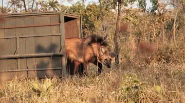 Divulgação / Ibama