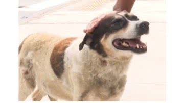 Reprodução/ Vermelhinho Bahia