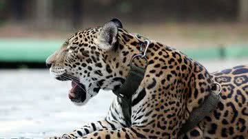 Ivo Lima/Ministério do Esporte