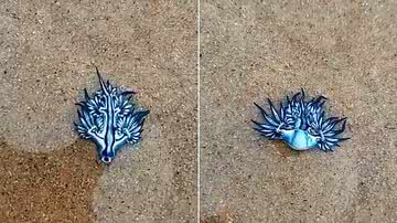 Reprodução/ O Povo Online