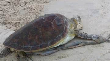 Reprodução/Projeto A-mar