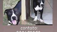 Reprodução/redes sociais
