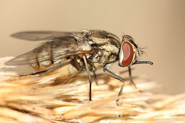 Reprodução/ Diptera.info