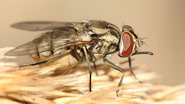 Reprodução/ Diptera.info