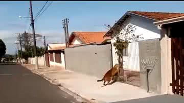 Reprodução/ Twitter