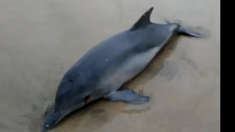 Reprodução / (A)mar