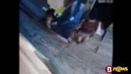 Reprodução/vídeo