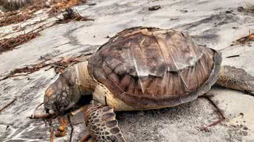 Divulgação/ Amanda Soares/Projeto (A)mar