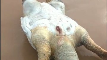 Reprodução // Infostella