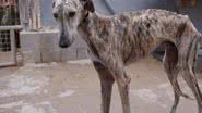 Reprodução/ SOS Galgos