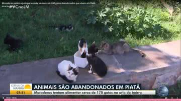 Reprodução / TV Bahia