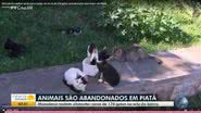 Reprodução / TV Bahia