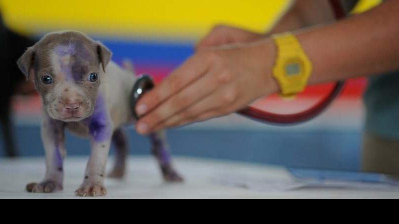 Reprodução/Pixabay