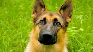 Reprodução / Youtube