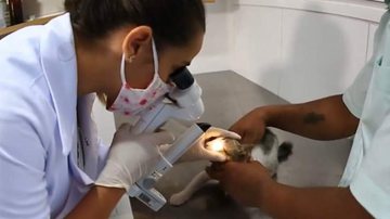 Imagem Veterinária fala sobre úlcera de córnea nos animais de estimação