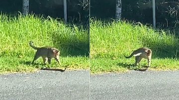 Reprodução / TikTok