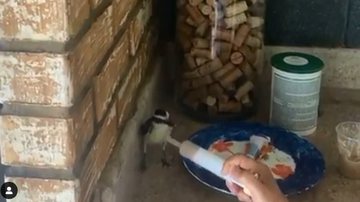 Reprodução / Instagram