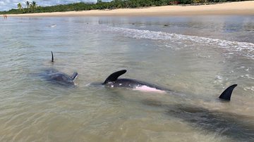 Divulgação/Secretaria do Meio Ambiente de Porto Seguro
