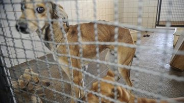 Abrigos: animais idosos, doentes e pretos ficam mais tempo