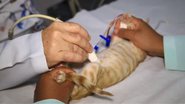 Imagem Para que serve o ultrassom veterinário?