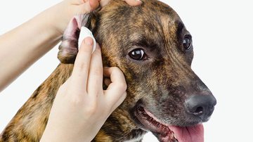 Reprodução / Clube Cão