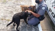 Divulgação/Polícia Militar