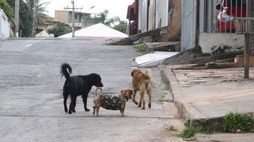 Toninho Tavares/Agência Brasília