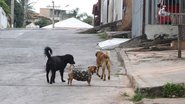 Toninho Tavares/Agência Brasília