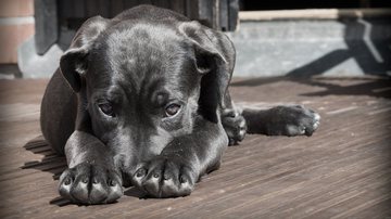 Winsker por Pixabay