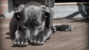 Winsker por Pixabay