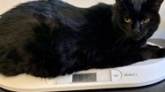 Cats Protection