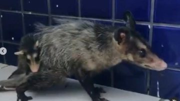 Reprodução/Instagram