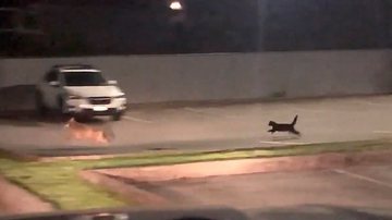 Reprodução/Twitter