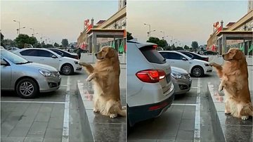 Reprodução / Twitter @humorandanimals