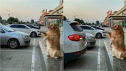 Reprodução / Twitter @humorandanimals