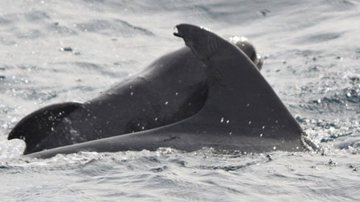 Far Out Ocean Research Collective / Facebook