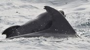 Far Out Ocean Research Collective / Facebook