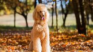 Christian Mueller/Shutterstock