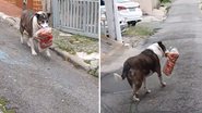 Reprodução / TikTok