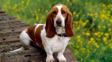 Reprodução / Pinterest