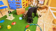 Imagem Confira uma boa opção de hotel para deixar seu cachorro em Salvador