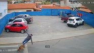 Reprodução