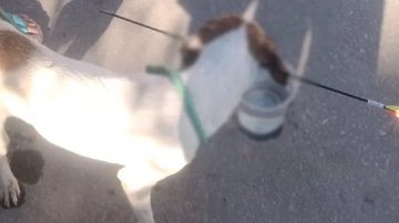Divulgação/Corpo de Bombeiros