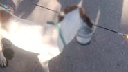 Divulgação/Corpo de Bombeiros