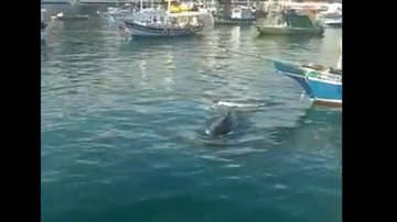 Reprodução/ Vídeo