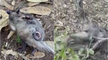 Reprodução/Instagram